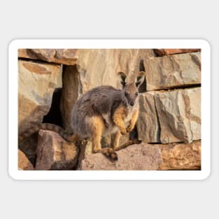 Yellow Footed Rock Wallaby, Arkaroola, South Australia. Endangered Sticker